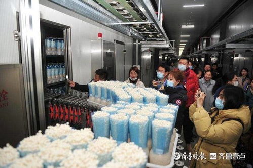 小蘑菇撬動(dòng)大財(cái)富，虛擬就業(yè)與生物科技共筑鄒城脫貧路